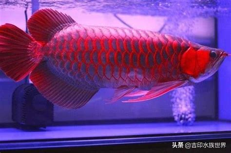 紅龍魚品種|【紅龍品種】紅龍魚圖鑑，揭密絕美品種讓你後悔錯。